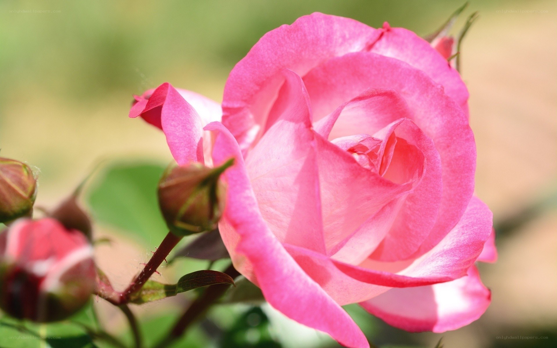Pink rose in bloom