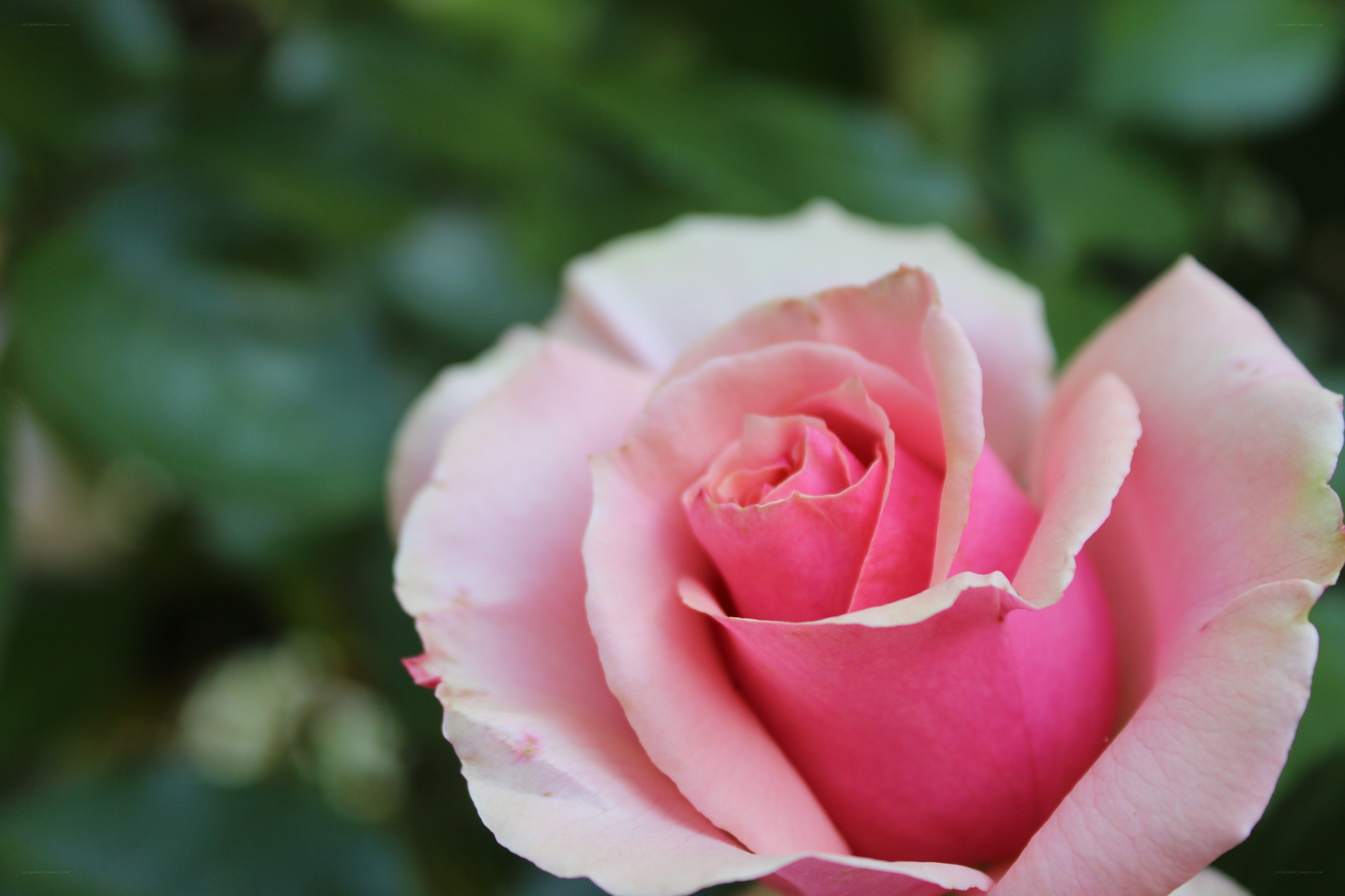 Pink rose in bloom