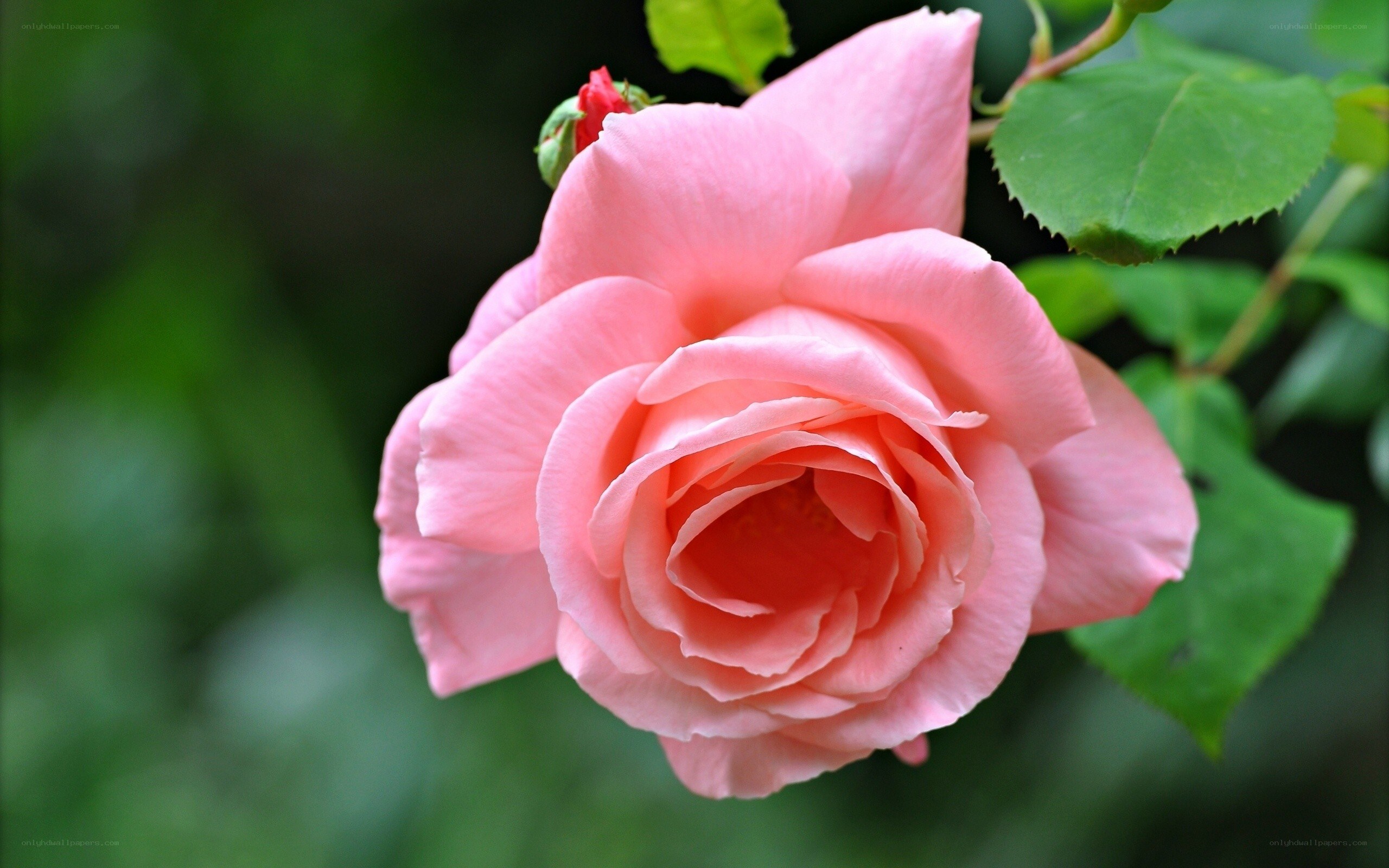 Pink rose in bloom