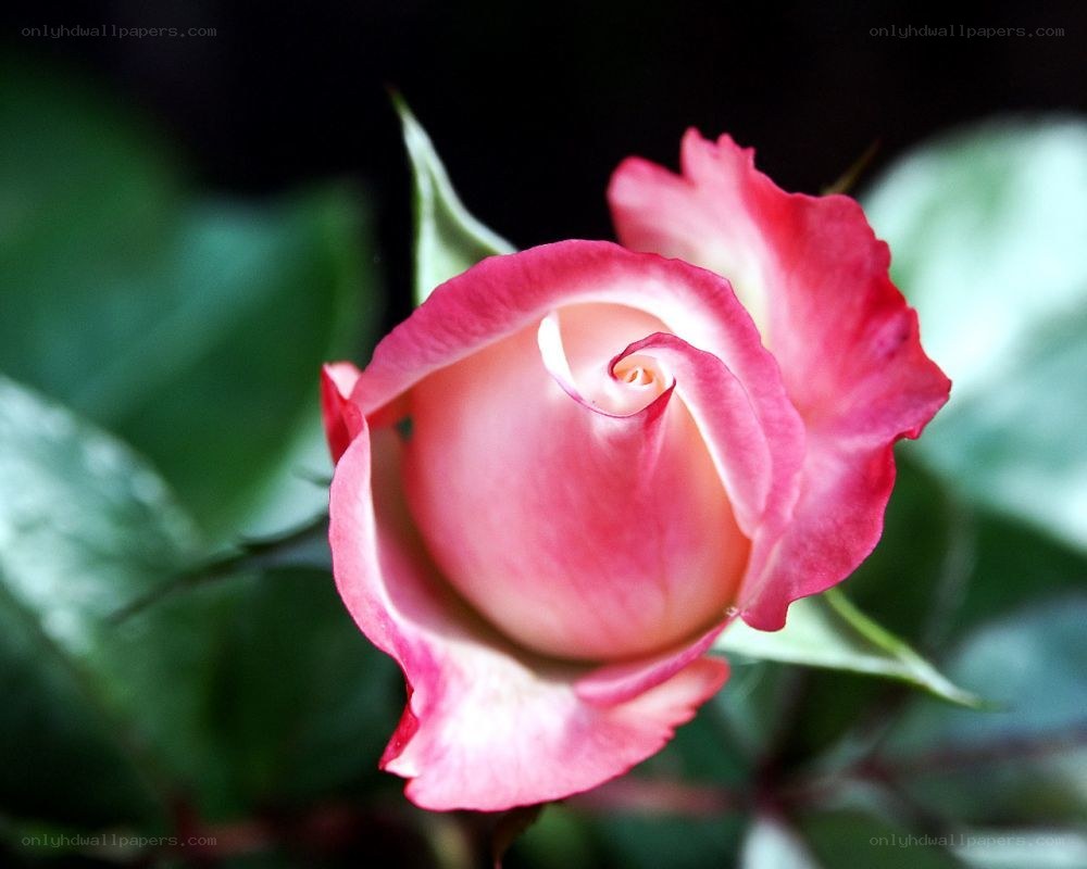 Pink rose in bloom
