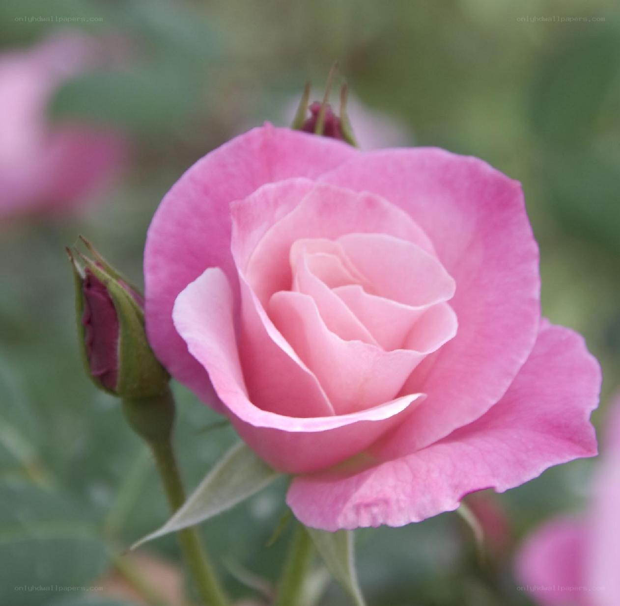 Pink rose in bloom