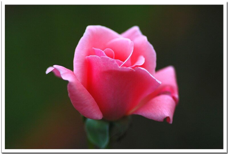 Pink rose in bloom