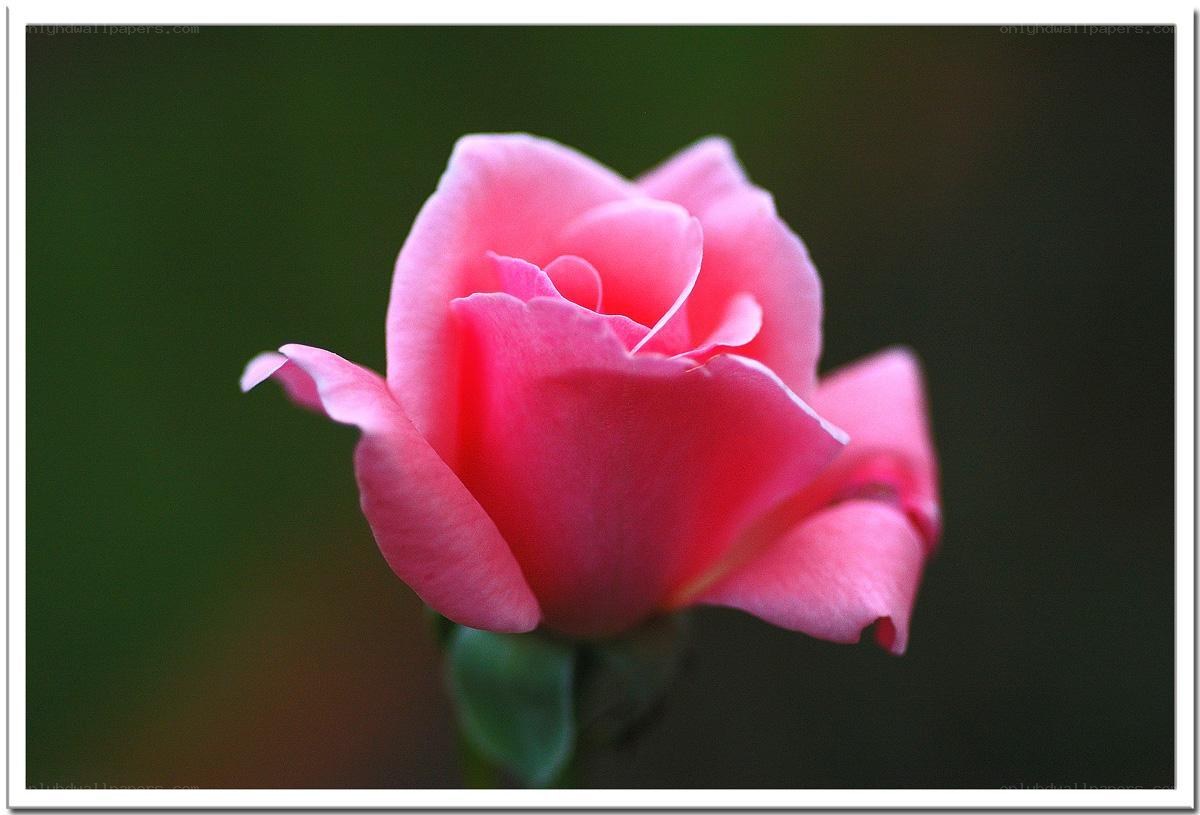 Pink rose in bloom