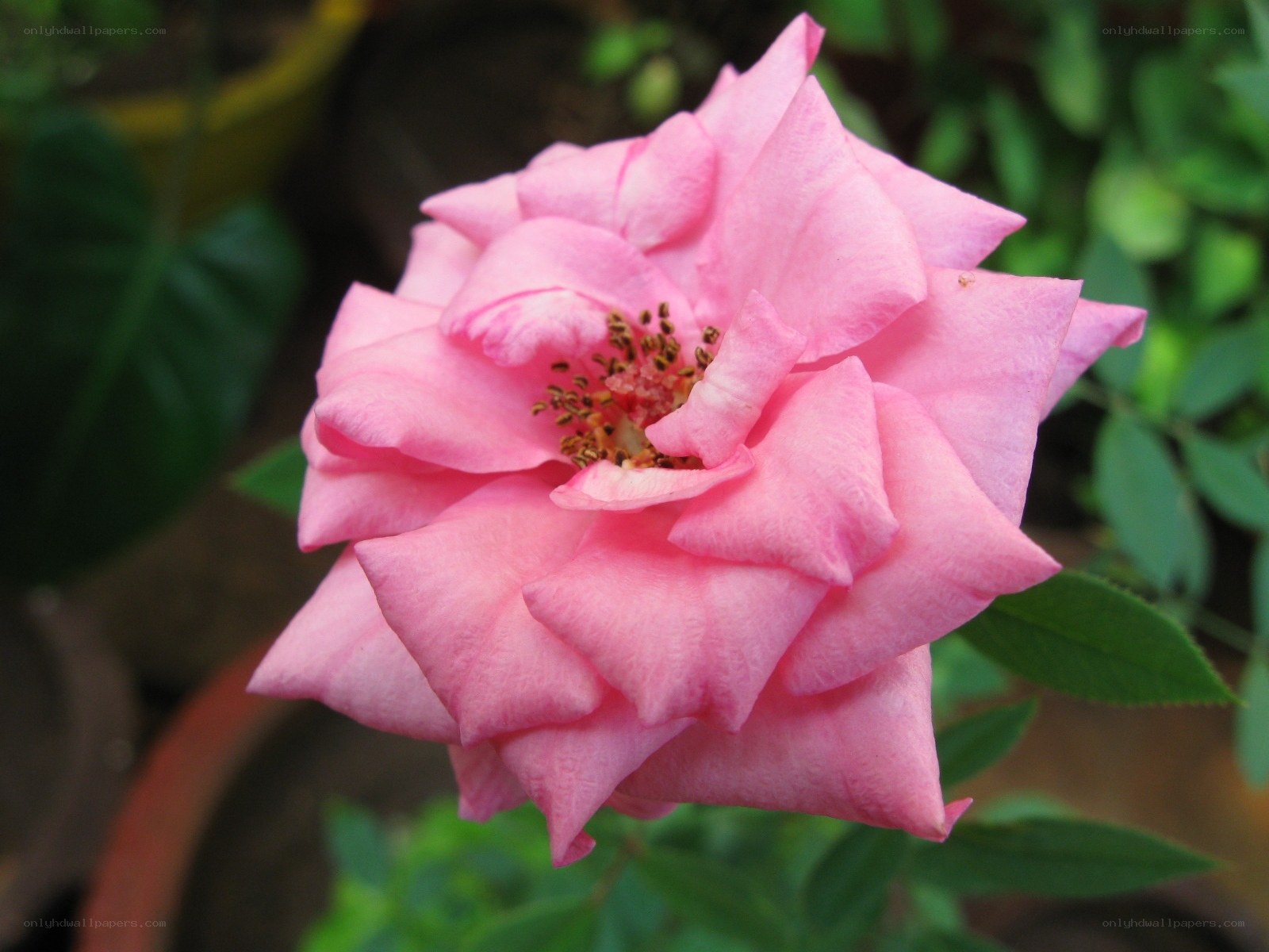 Pink rose in bloom