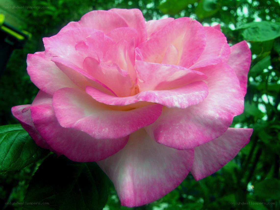 Pink rose in bloom