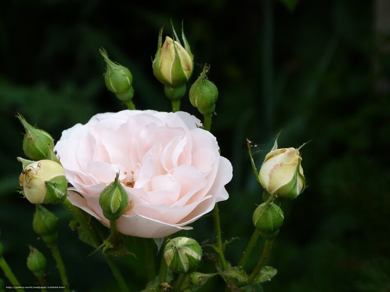 Pink rose in bloom