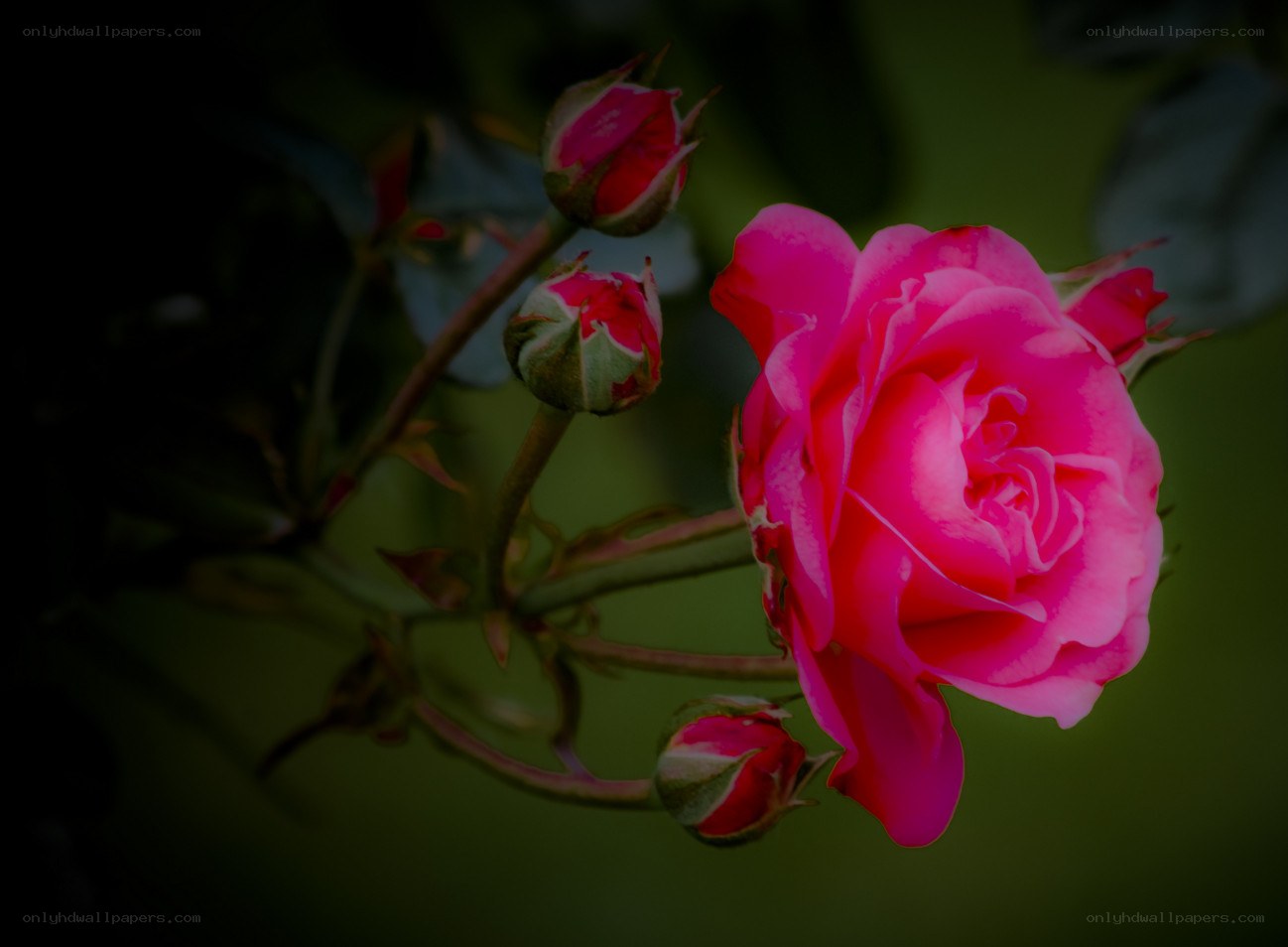 Pink rose in bloom