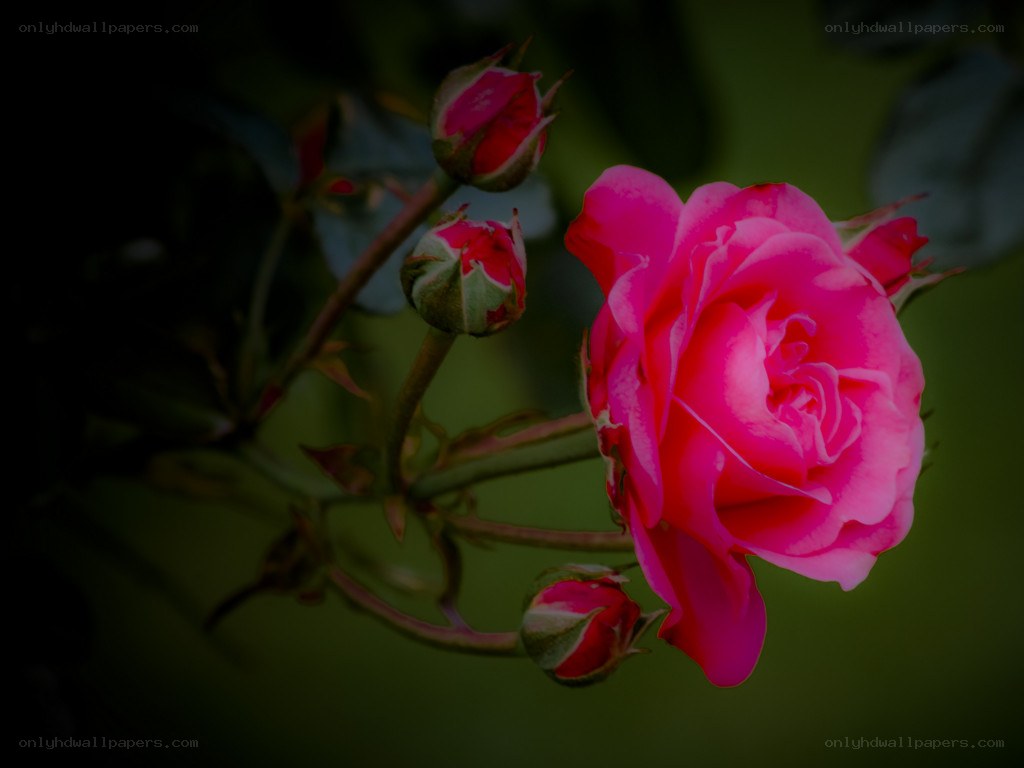 Pink rose in bloom