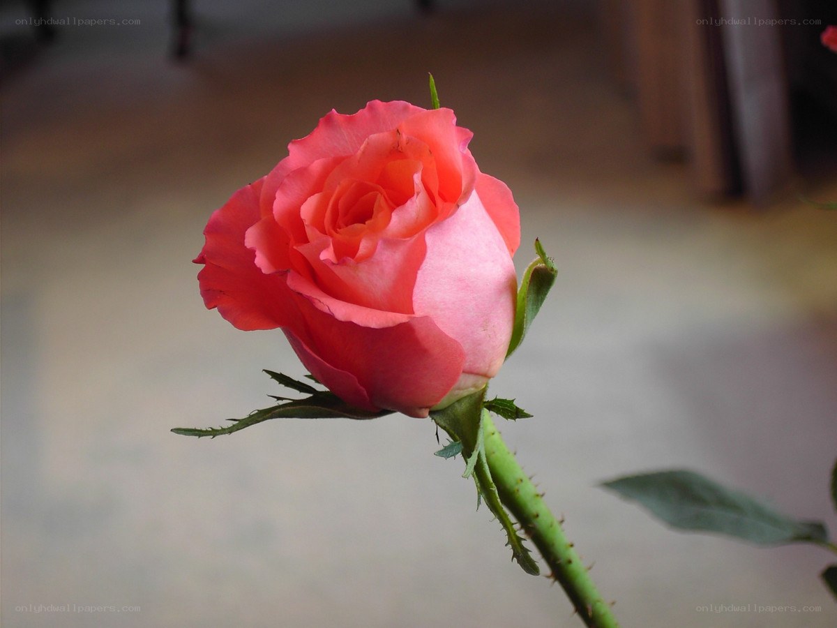 Pink rose in bloom