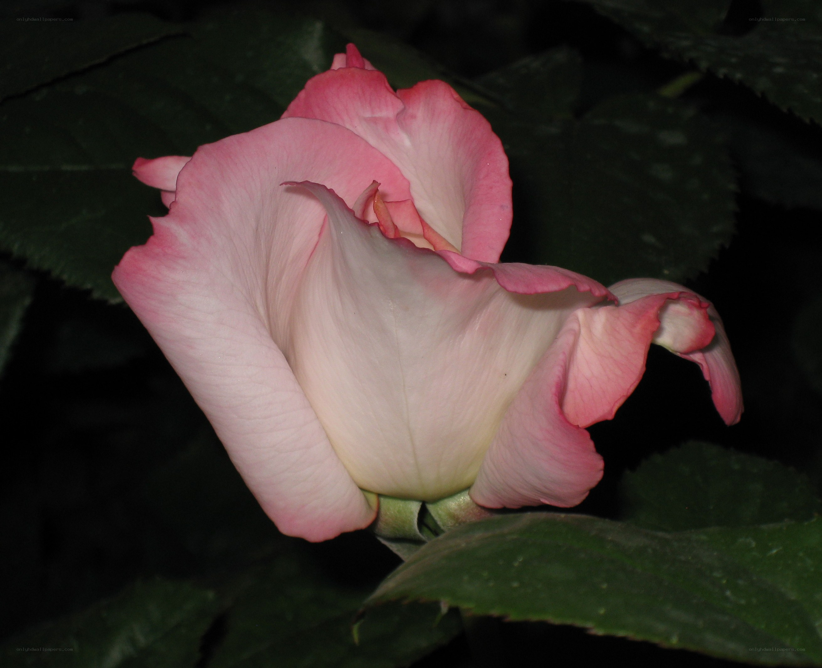 Pink rose in bloom