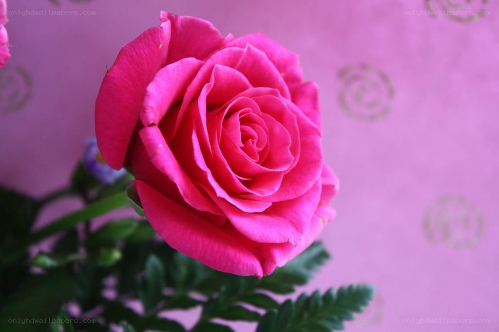 Pink rose in bloom