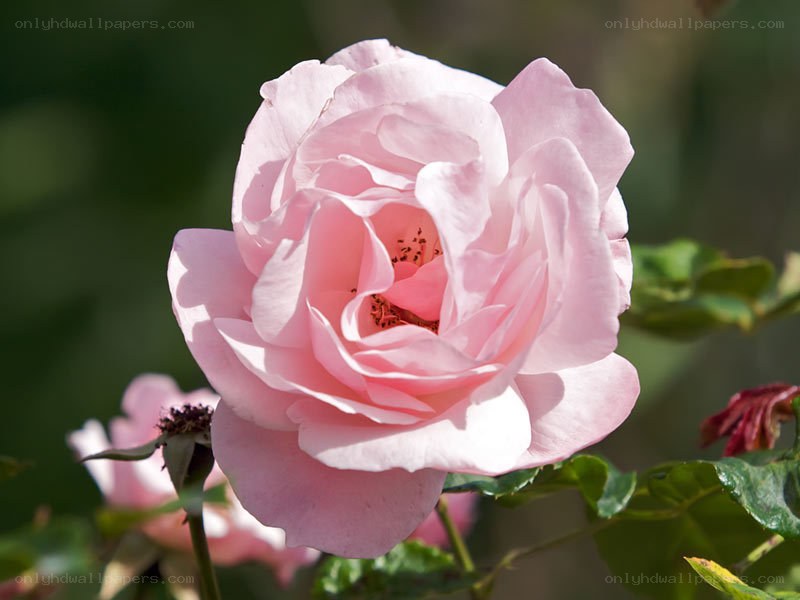 Pink rose in bloom