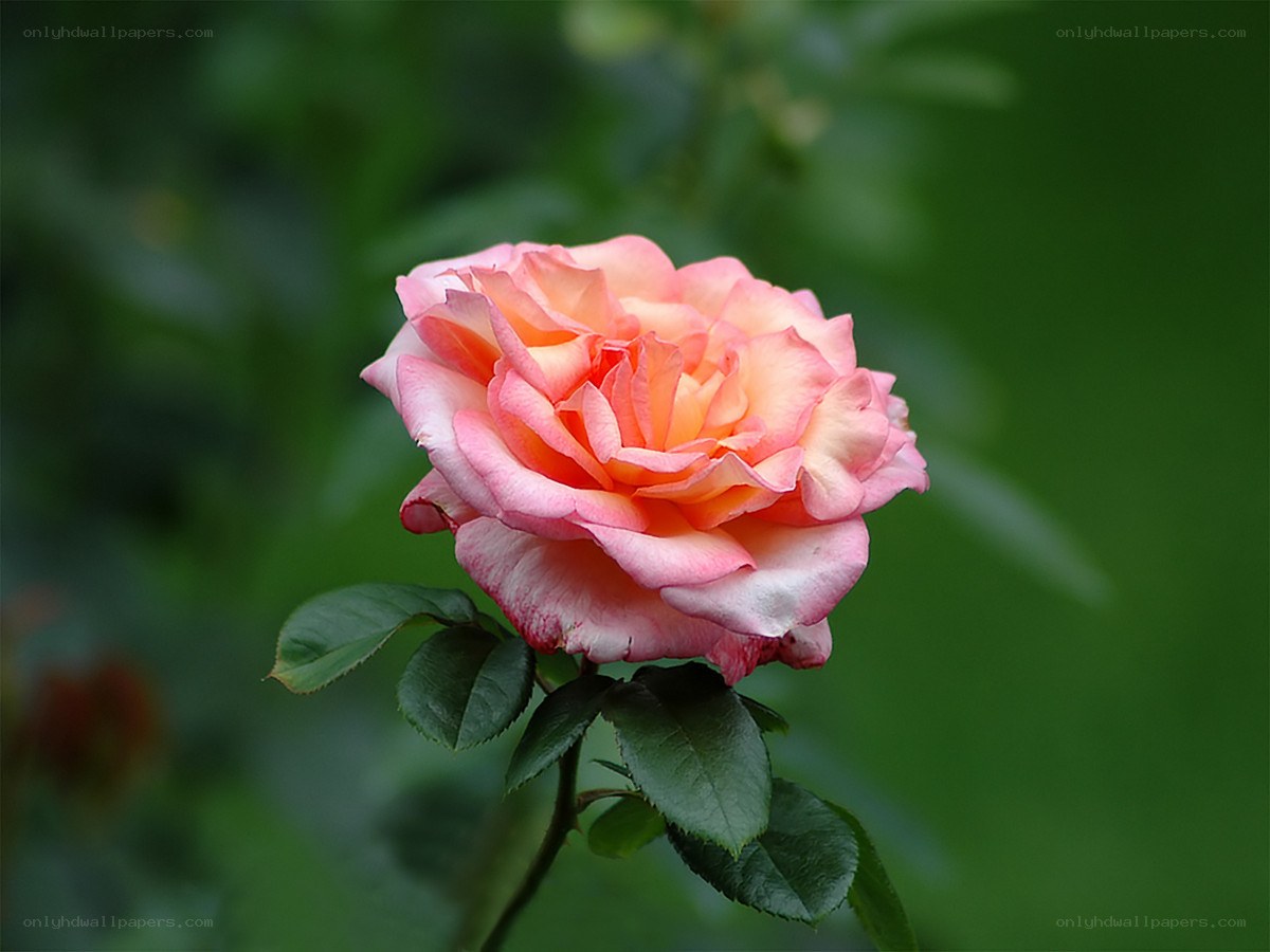 Pink rose in bloom