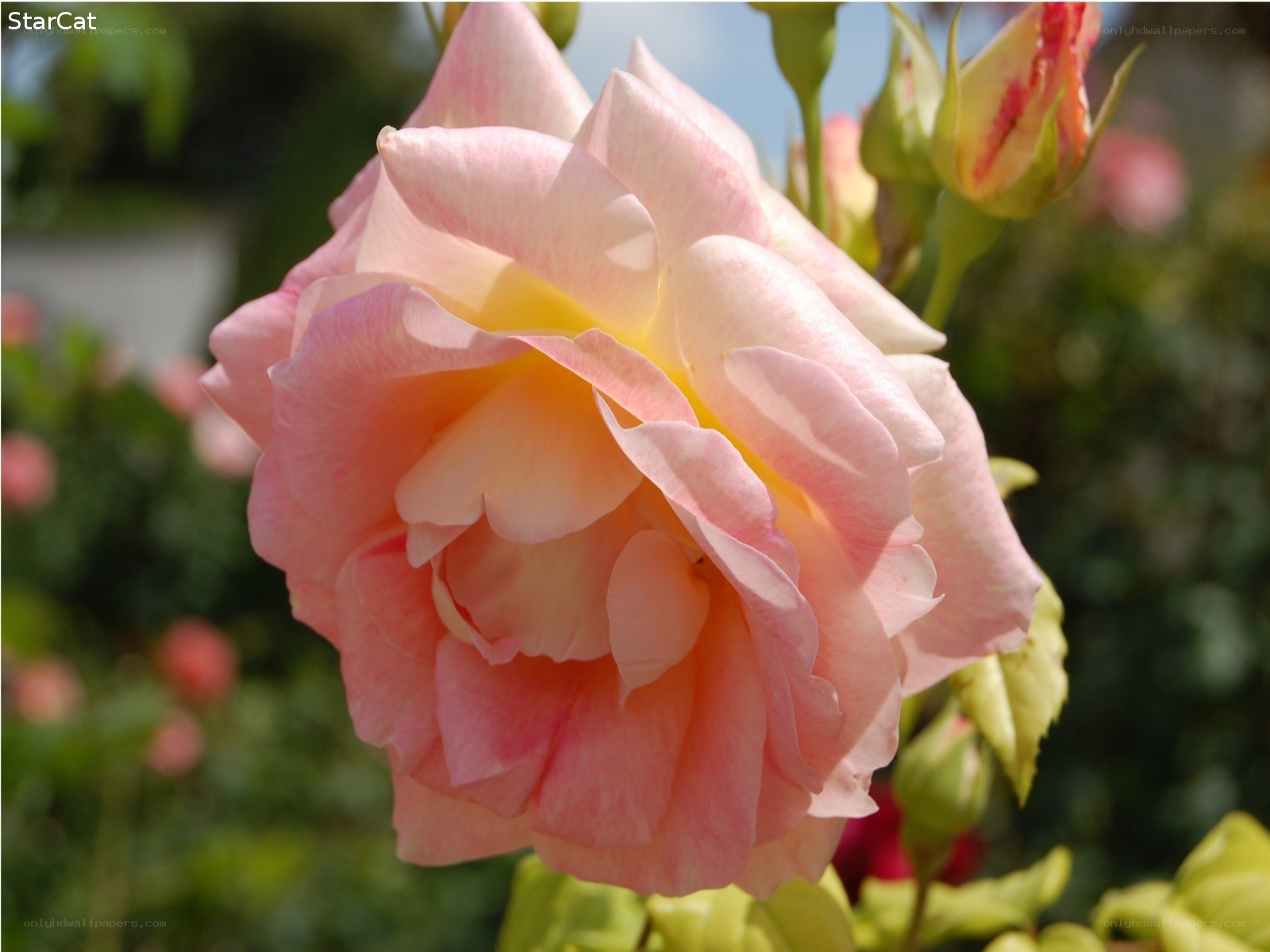 Pink rose in bloom