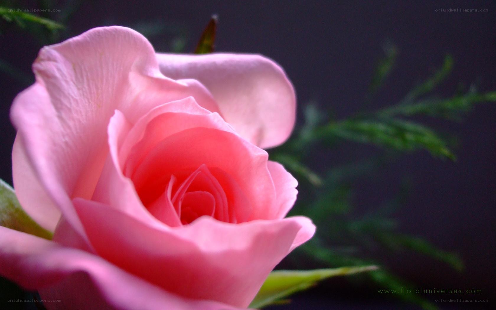 Pink rose in bloom