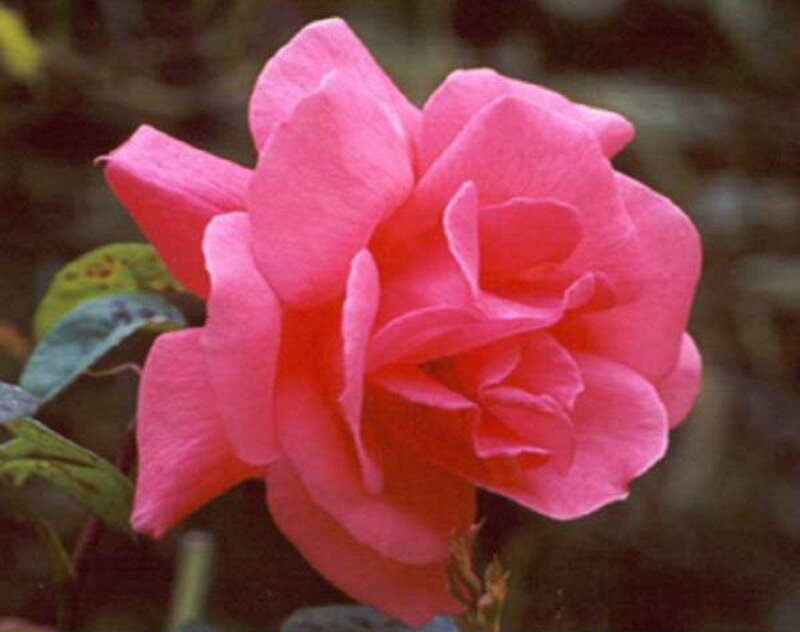 pink rose in bloom