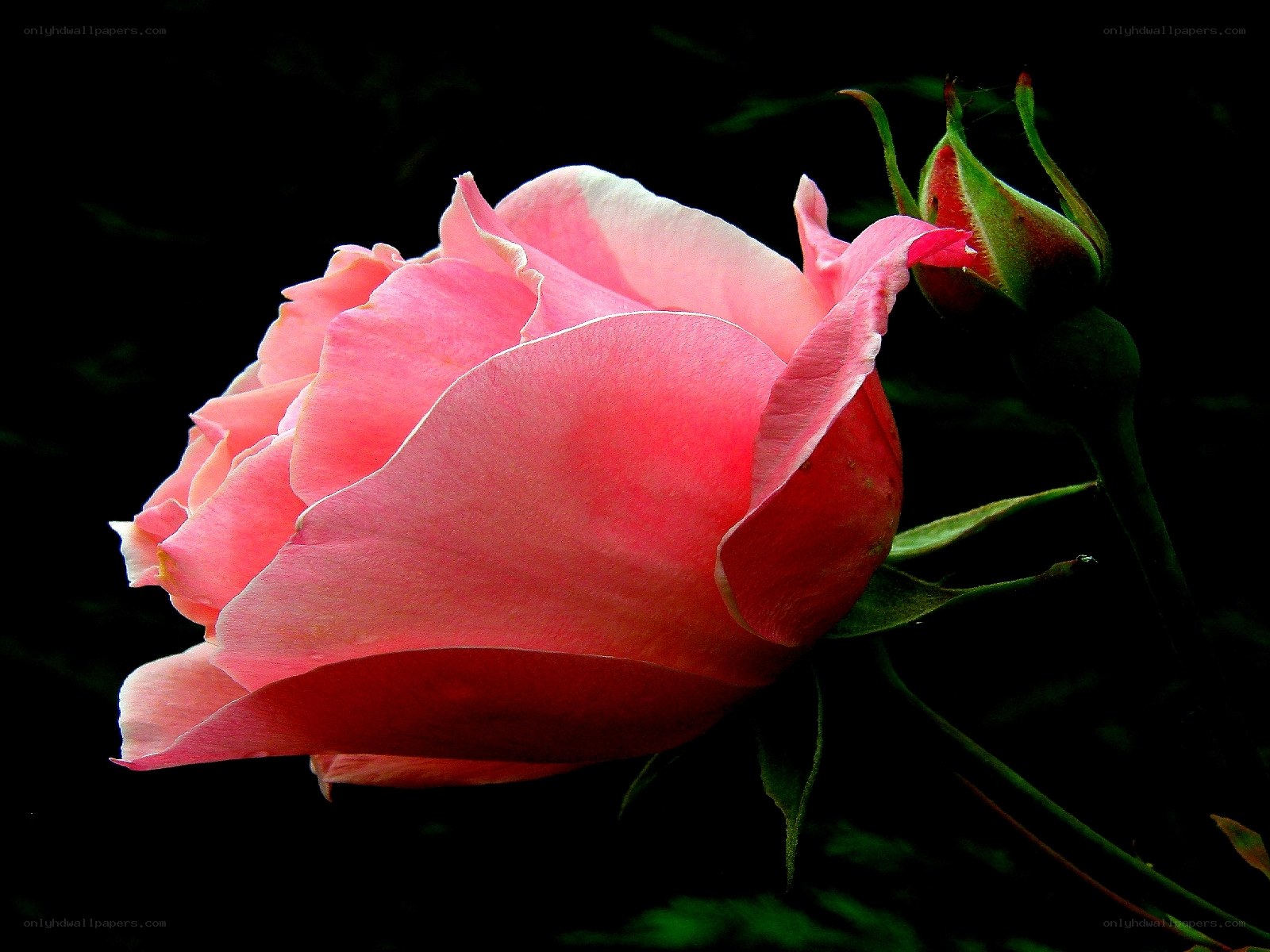 Pink rose in bloom