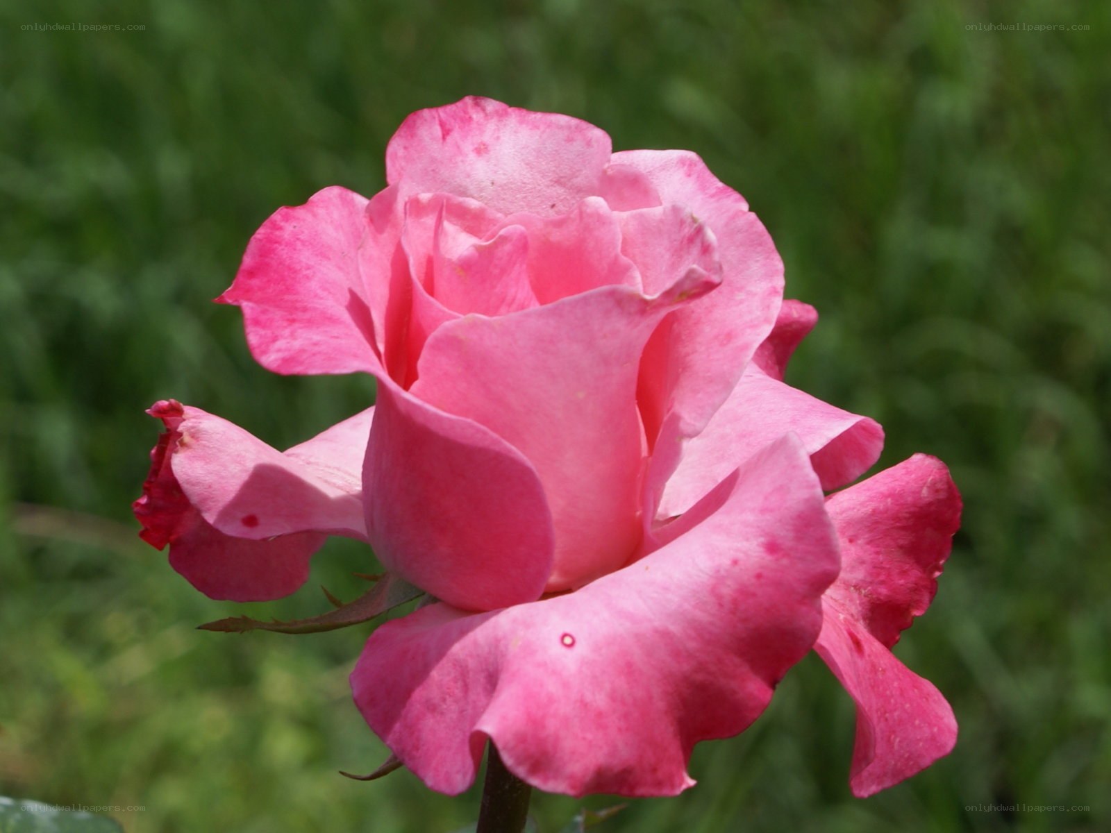 Pink rose in bloom