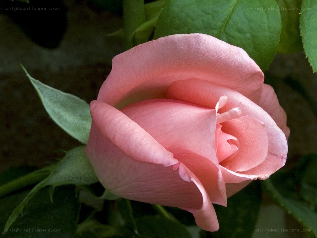Pink rose in bloom
