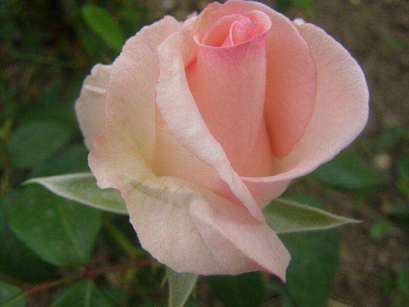 Pink rose in bloom