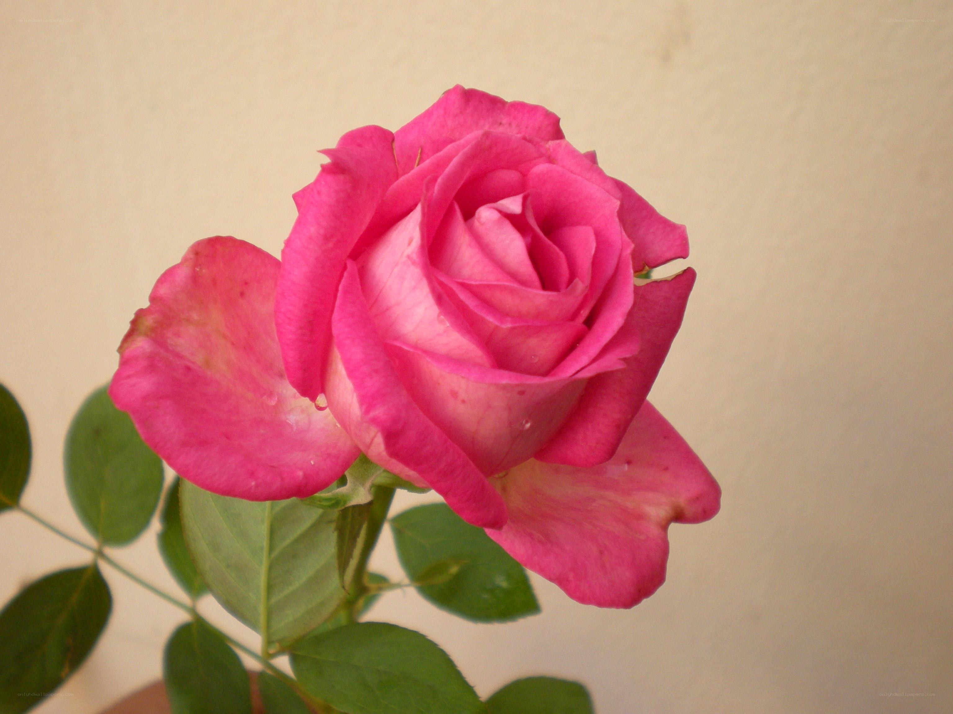 Pink rose in bloom