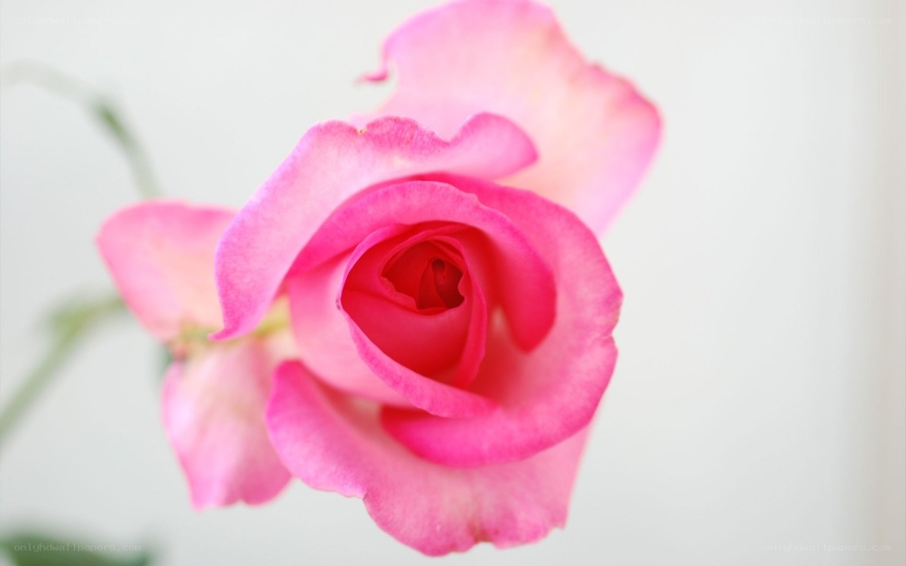 Pink rose in bloom