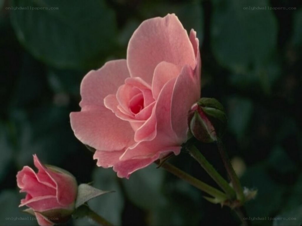 Pink rose in bloom