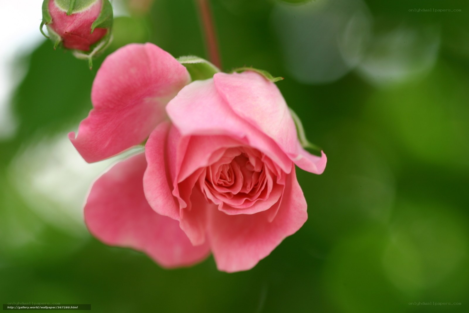 Pink rose in bloom