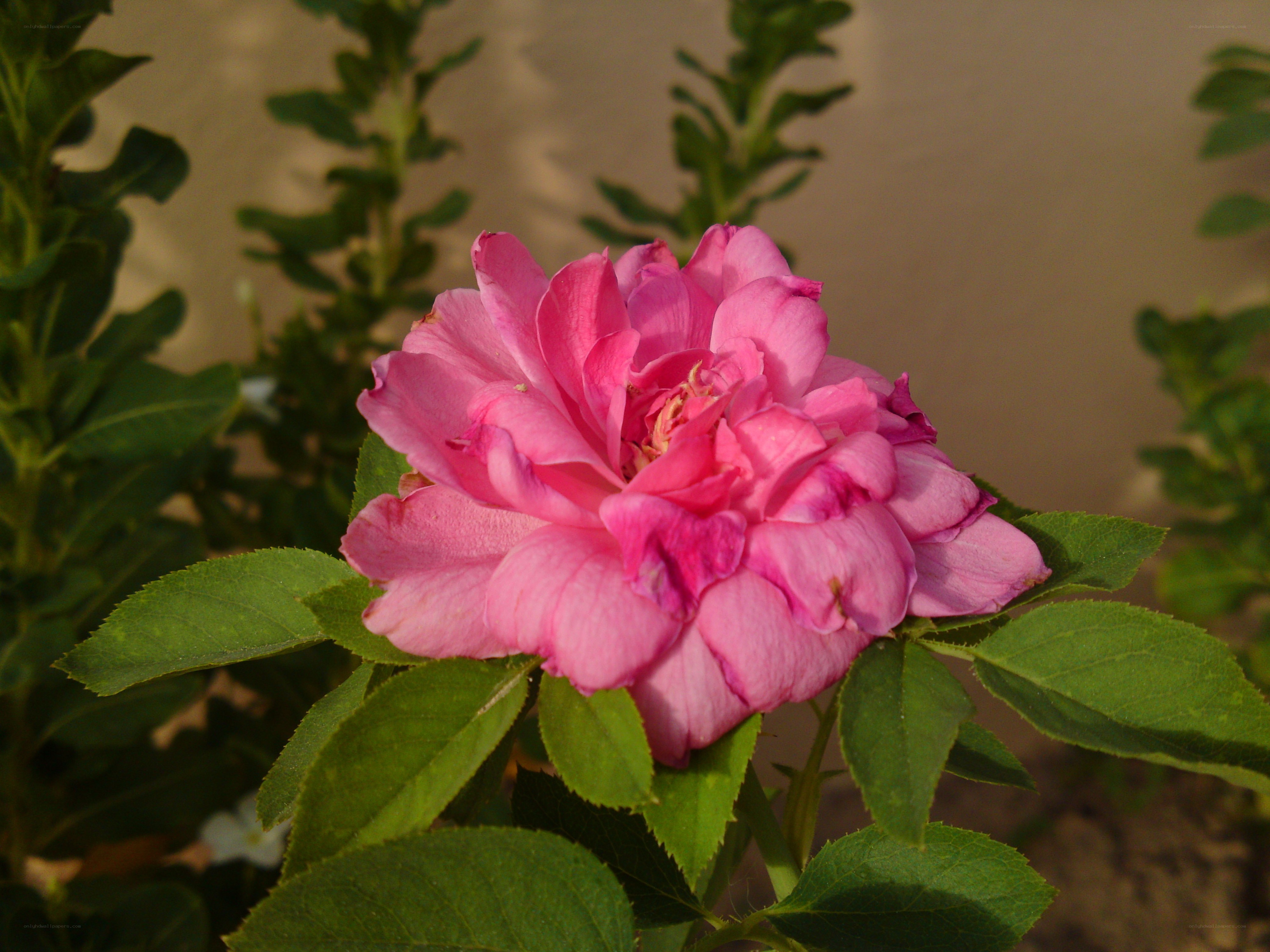 pink rose in bloom