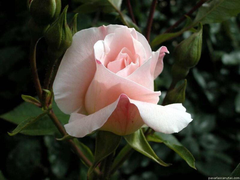 Pink rose in bloom