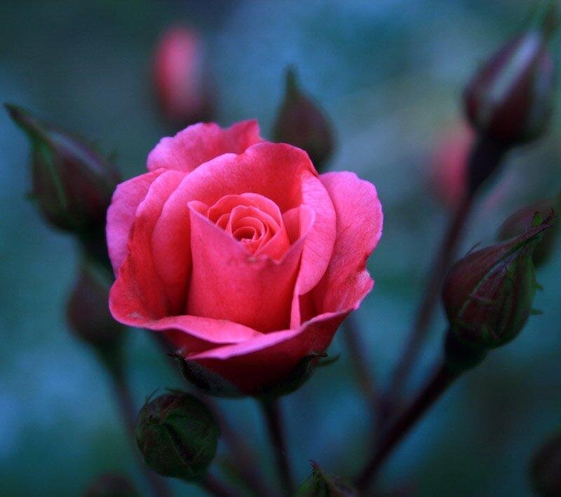 Pink rose in bloom
