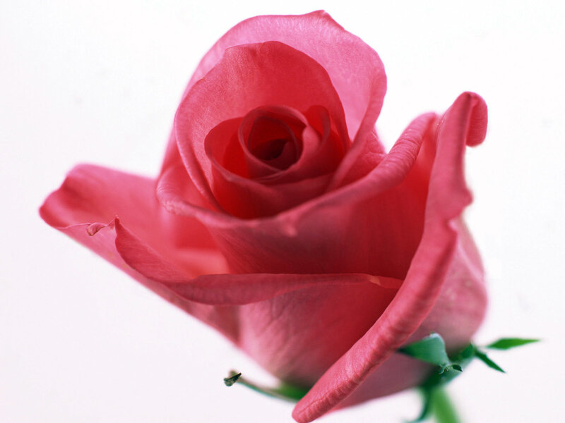Pink rose in bloom