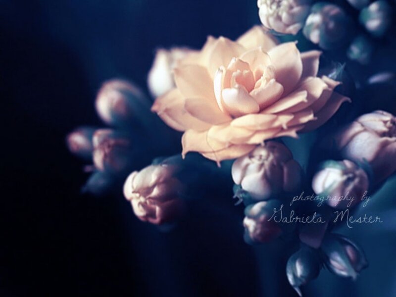 Pink Rose in Bloom — Blue