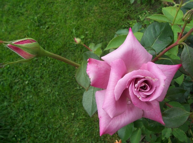Pink Rose in Bloom — Calm, Afternoon, Photograph, Bud, Leaves, Grass