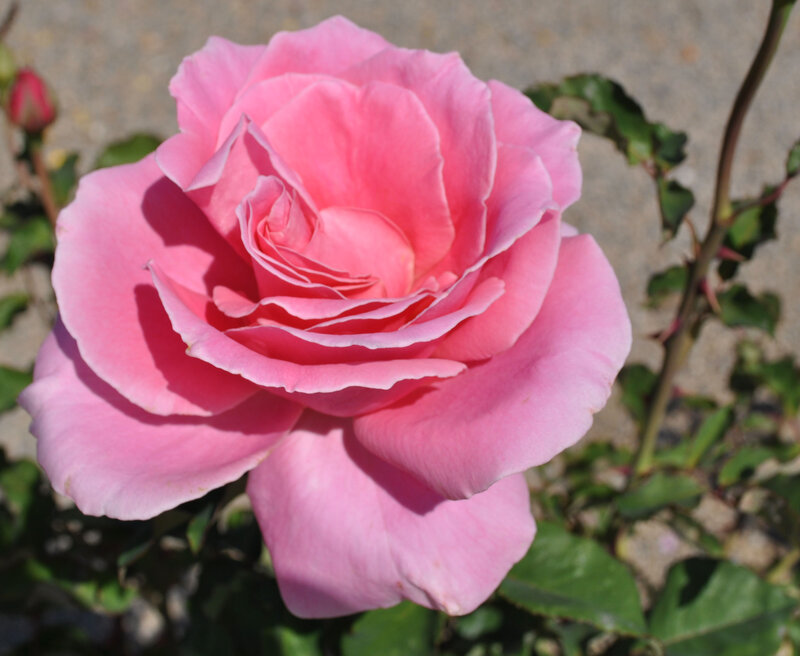 Pink Rose in Bloom — Calm, Afternoon, Photograph, Bud, Leaves, Stem