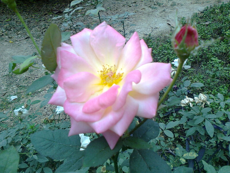 Pink Rose in Bloom — Calm, Afternoon, Photograph, Bud, Leaves