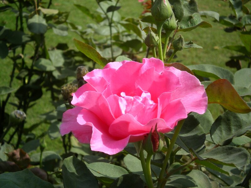 Pink Rose in Bloom — Calm, Afternoon, Photograph, Buds, Leaves
