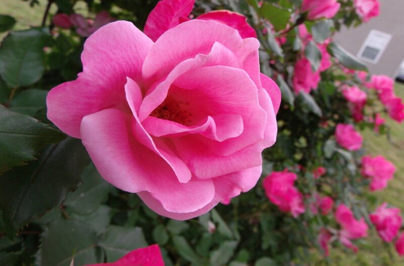Pink Rose in Bloom — Calm, Afternoon, Photograph, Green Leaves, Bush, Grass