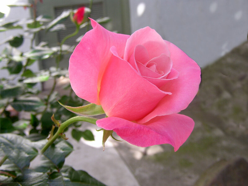 Pink Rose in Bloom — Calm, Afternoon, Photograph, Green Leaves, Bush