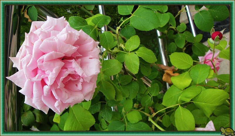 Pink Rose in Bloom — Calm, Afternoon, Photograph, Green Leaves, Rosebud