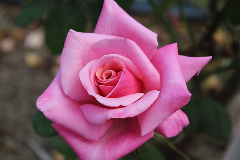 Pink Rose in Bloom — Calm, Afternoon, Photograph, Petals