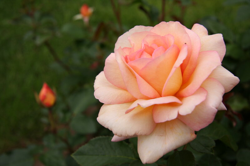 Pink Rose in Bloom — Calm, Afternoon, Photograph, Rose Bud