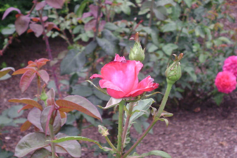 Pink Rose in Bloom — Calm, Afternoon, Photograph, Rose Buds
