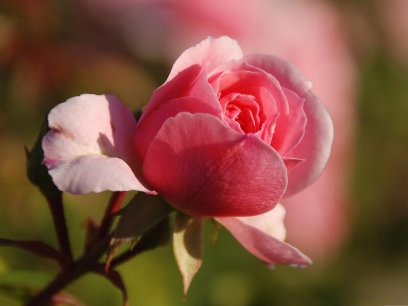 Pink Rose in Bloom — Calm, Afternoon, Photograph