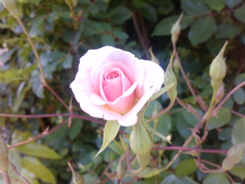 Pink Rose in Bloom — Calm, Afternoon