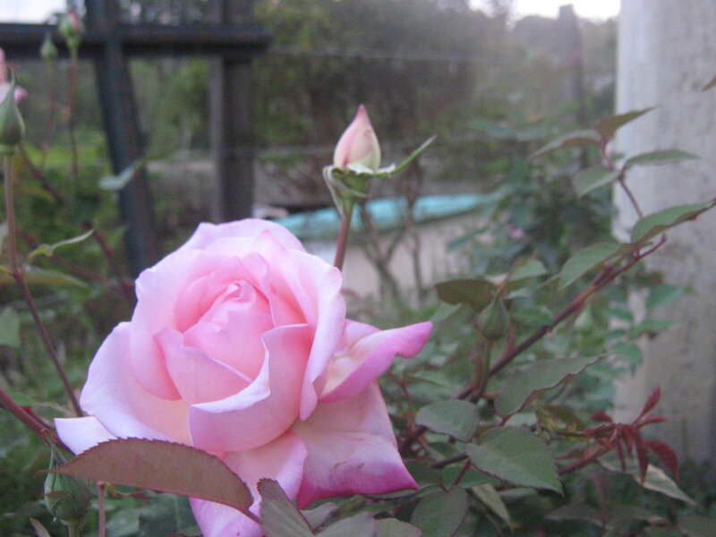 Pink Rose in Bloom — Calm, Morning