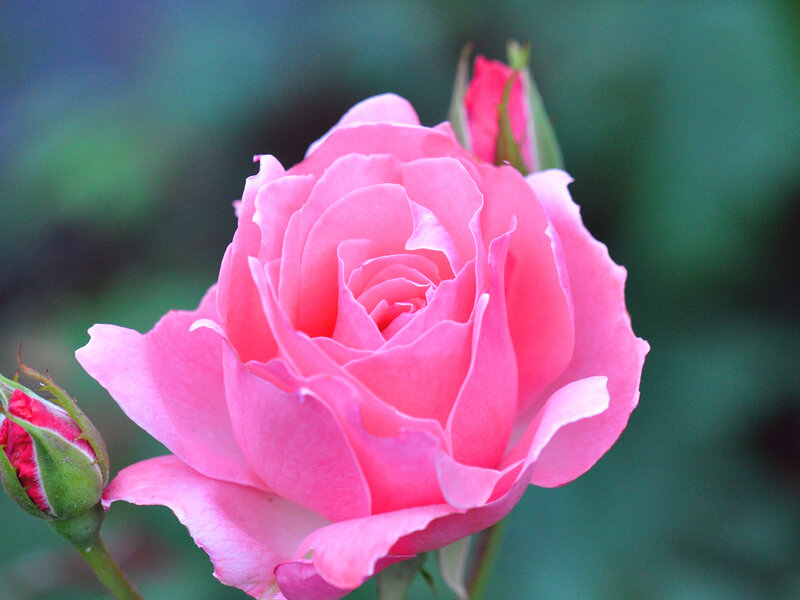 Pink Rose in Bloom — Calm, Photograph, Bud, Green Leaves