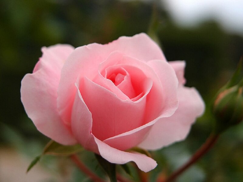 Pink Rose in Bloom — Calm, Photograph, Bud, Leaf, Stem