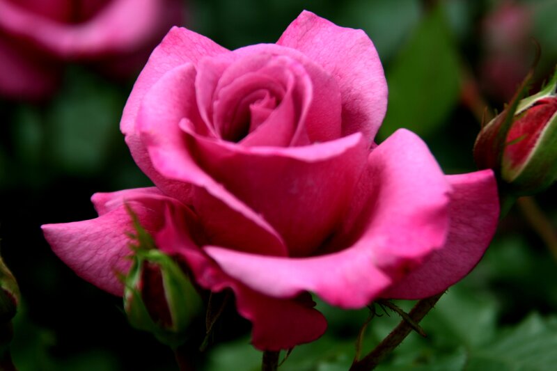 Pink Rose in Bloom — Calm, Photograph, Bud, Leaf