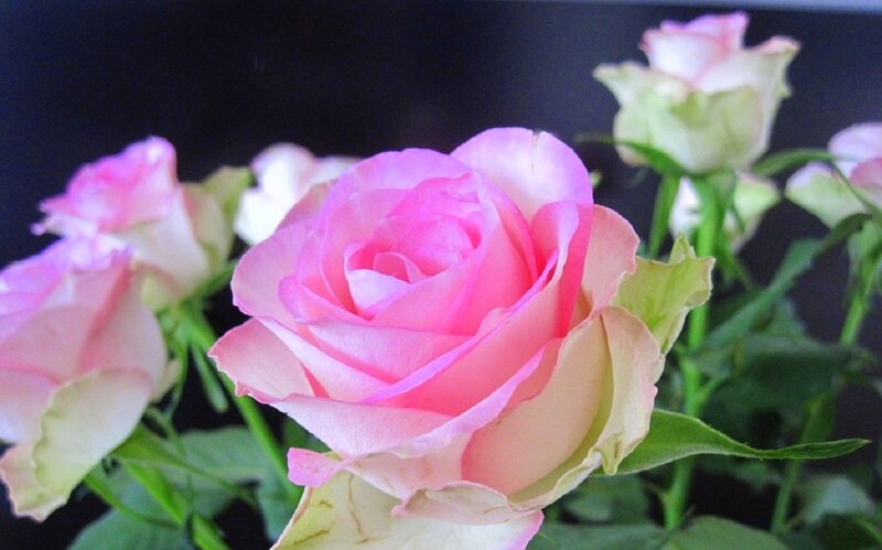 Pink Rose in Bloom — Calm, Photograph, Buds, Leaves, Green Stems